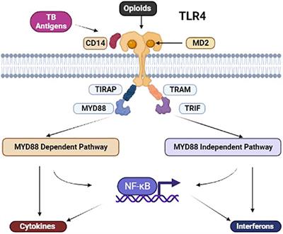 Immunomodulatory properties of morphine and the hypothesised role of long-term opioid use in the immunopathogenesis of tuberculosis